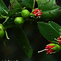 Sonneratia caseolaris (Red-flowered Apple Mangrove) found in Daintree in North Queensland<br />Canon EOS 7DMK2 + EF70-200 F4.0L + EF1.4xII